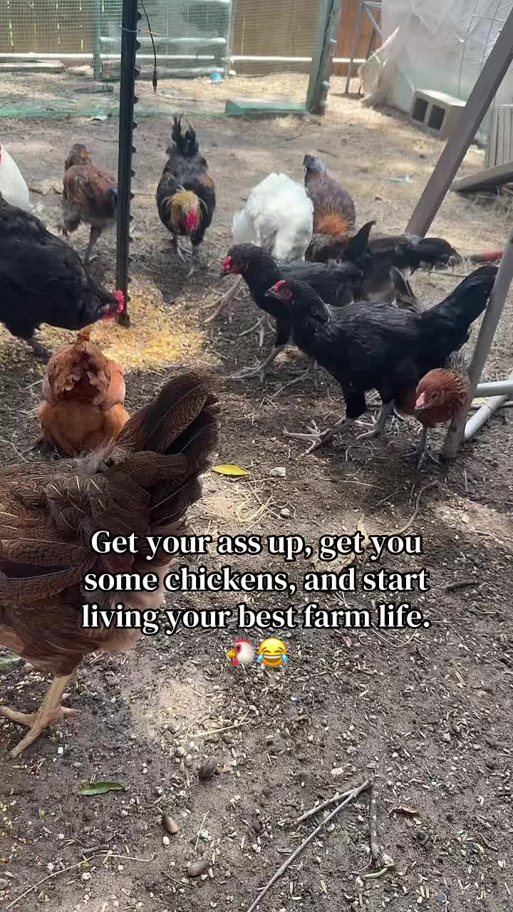 @Hippy Chick Farms