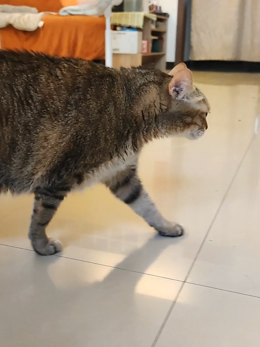 @三貓老爹