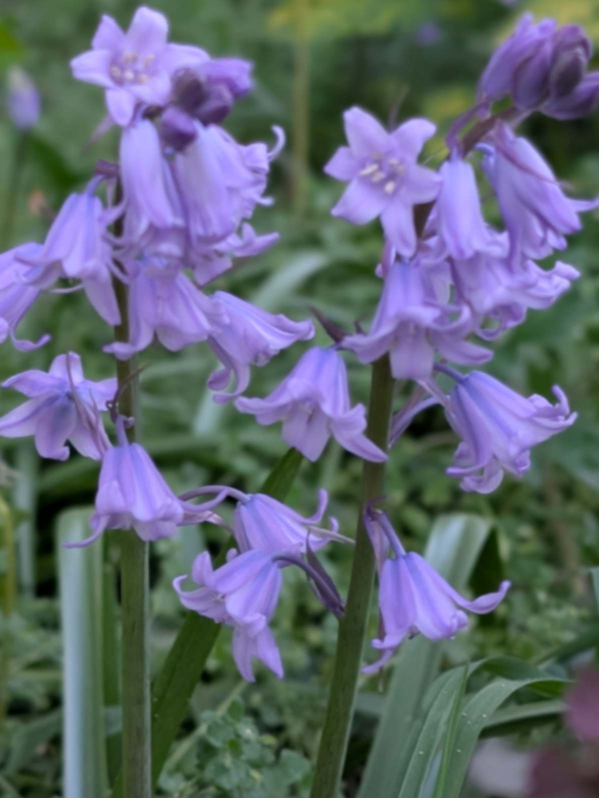 @Gartenbau Schiller
