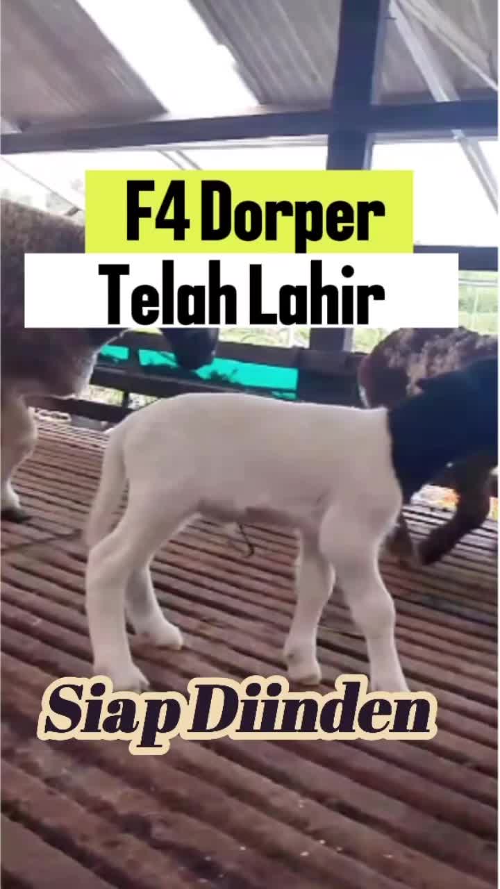 @Kambing Burja Official