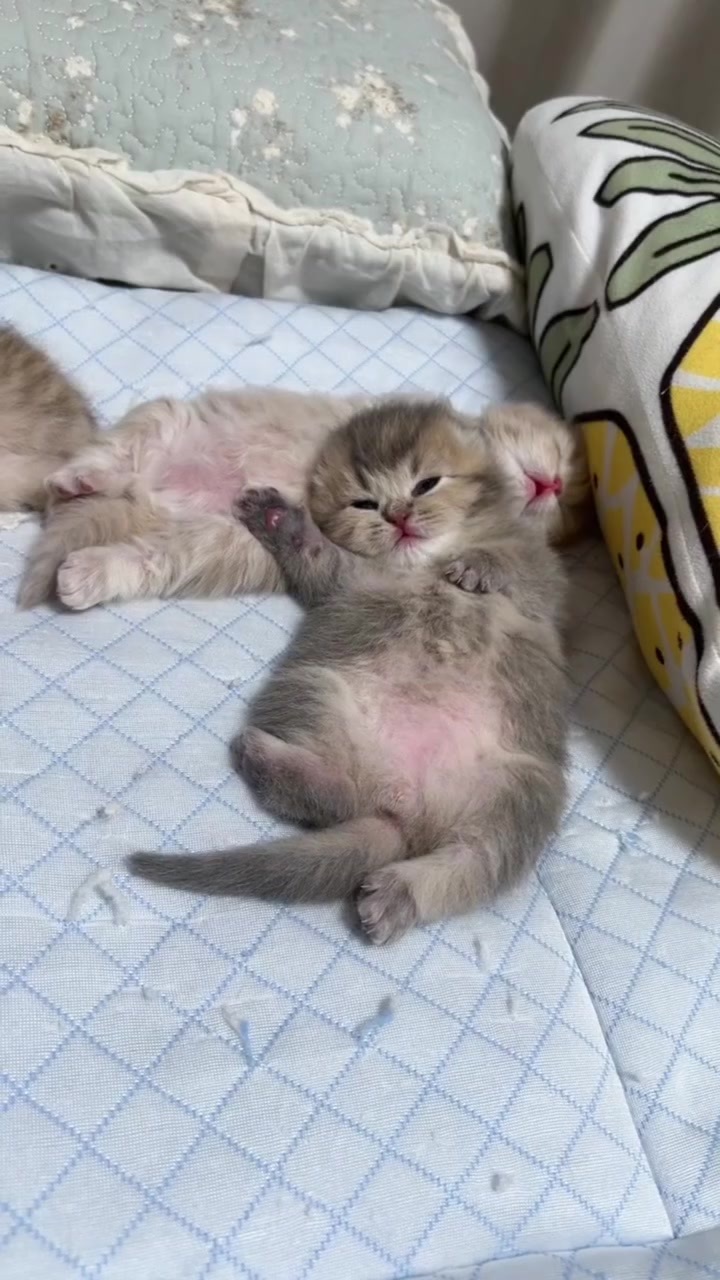 @Chonky World Of Cats