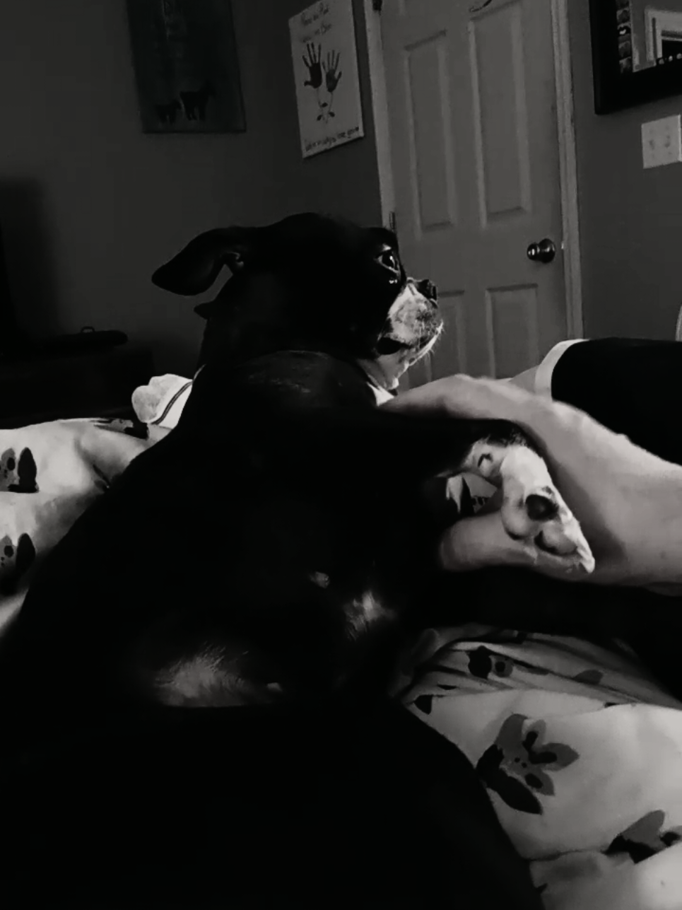 @Ruby the Boston Terrier-G7