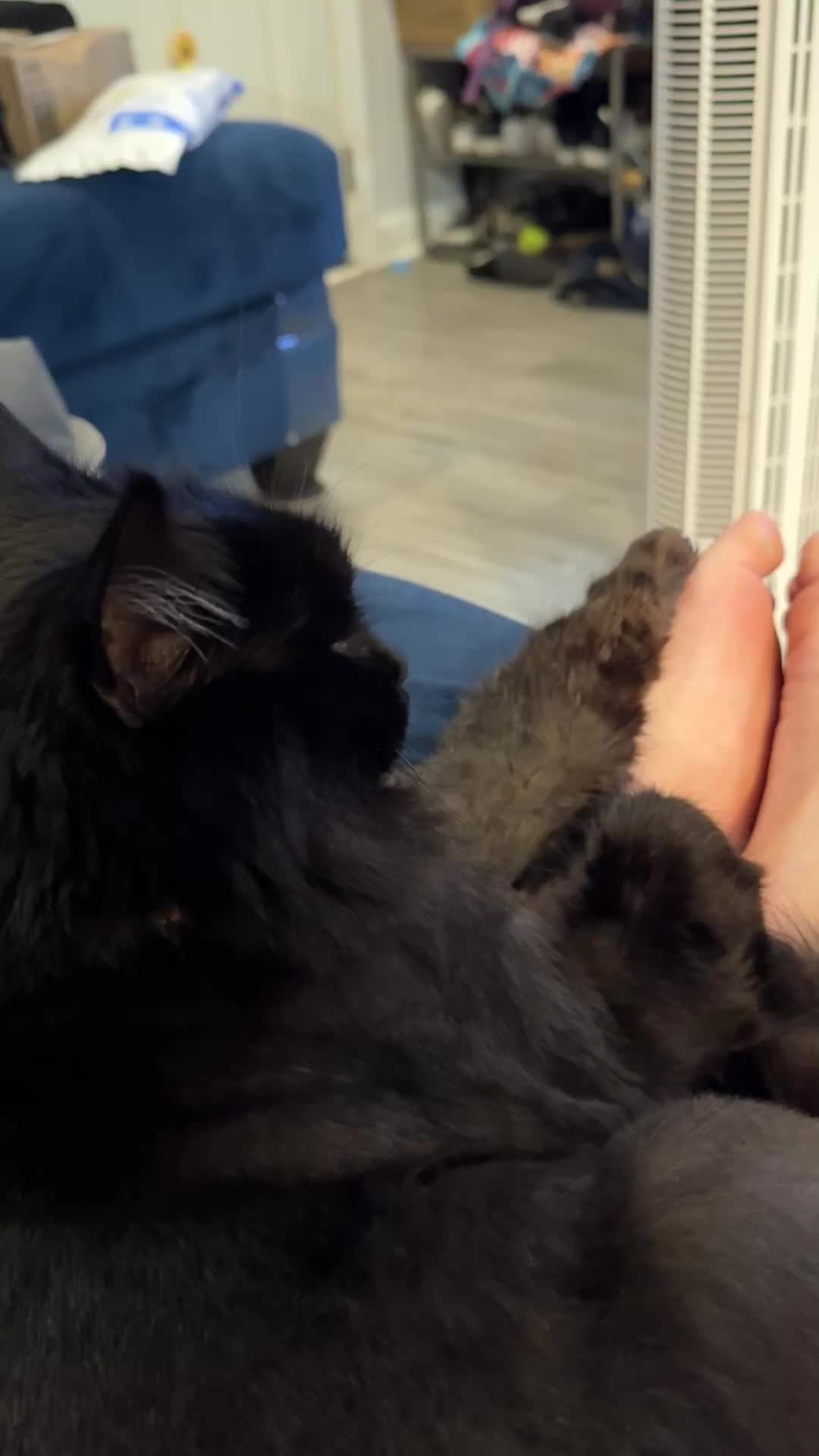 @Chaos and Cats