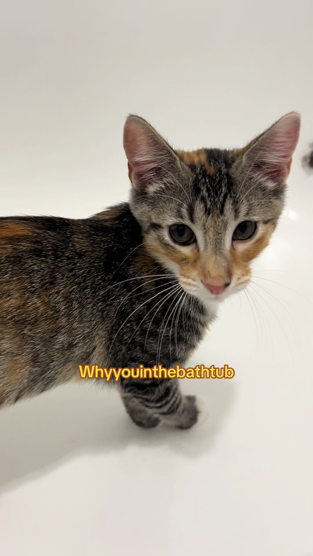 @Houseofpets