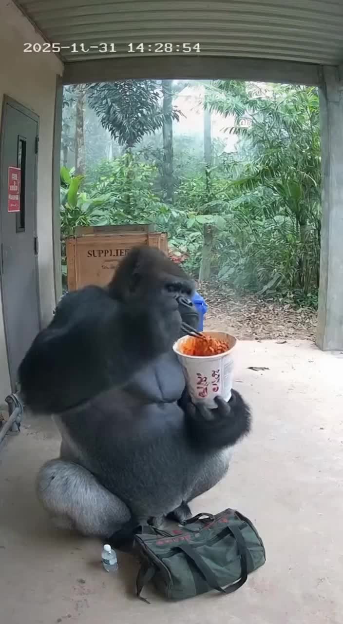 @Paw on Camera