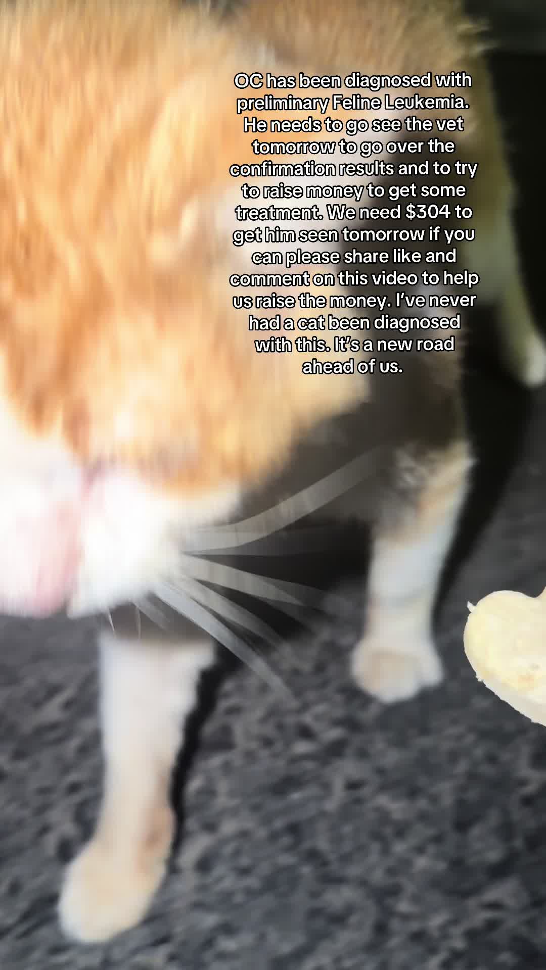 @Purrrrfect Paws Rescue