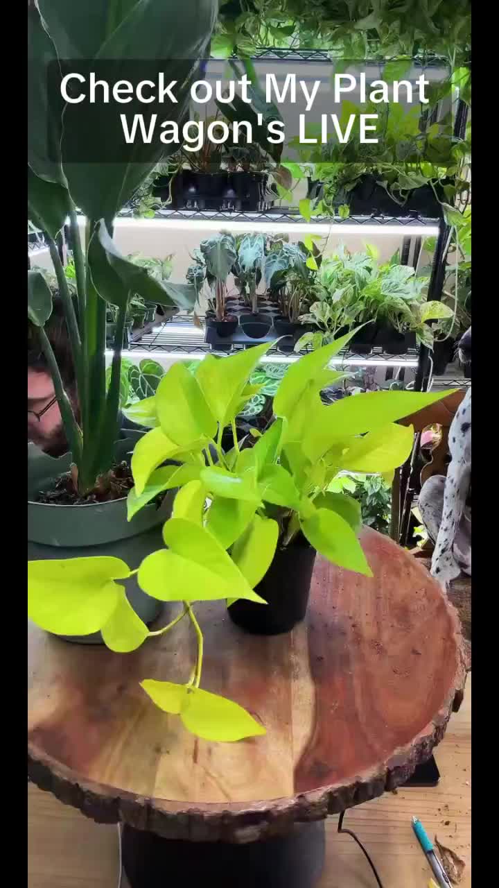 @JT Plants 🪴