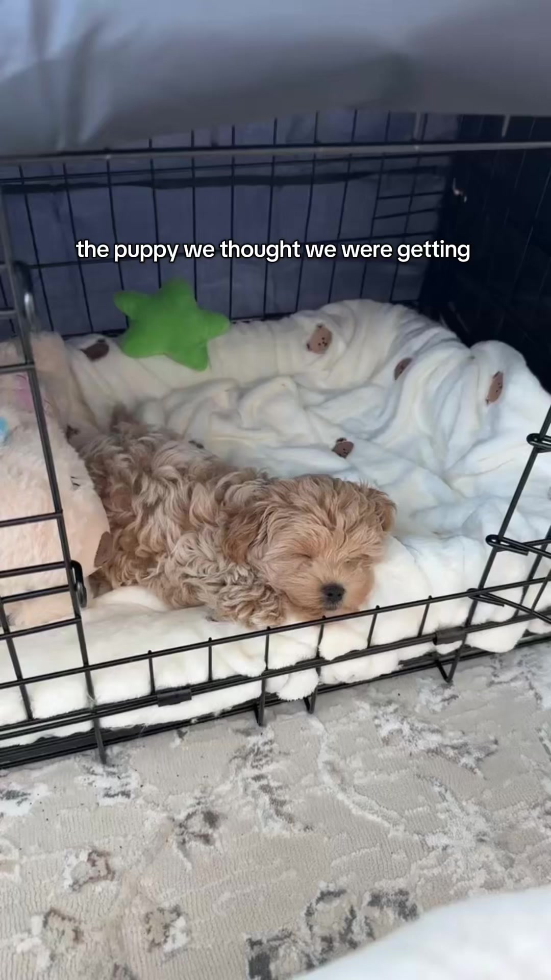 @Mochi the Maltipoo 🐻