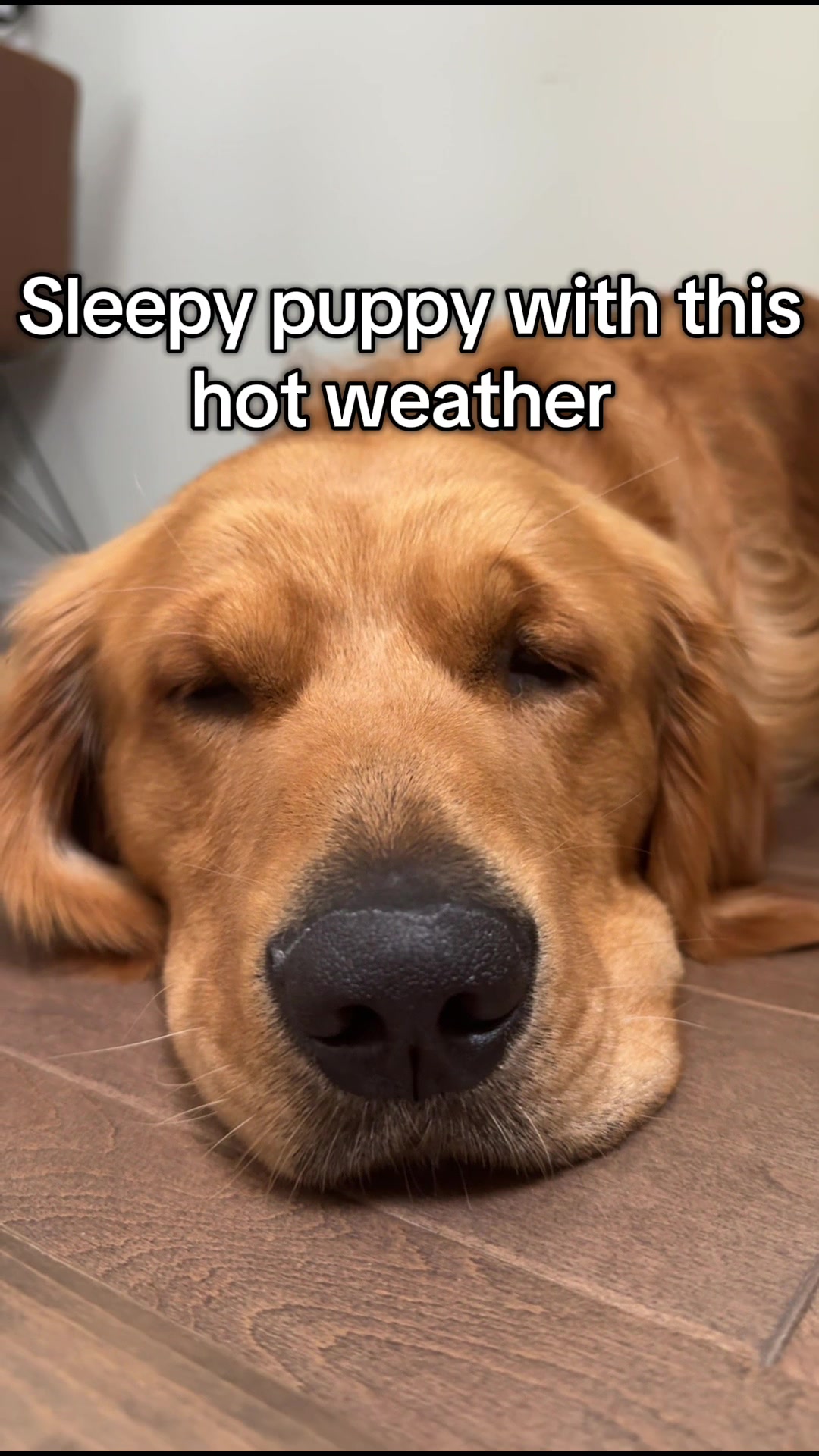 @Maverick McPaws