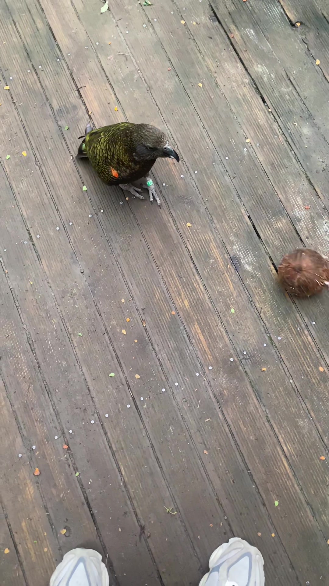 @imfullmontys🇳🇿
