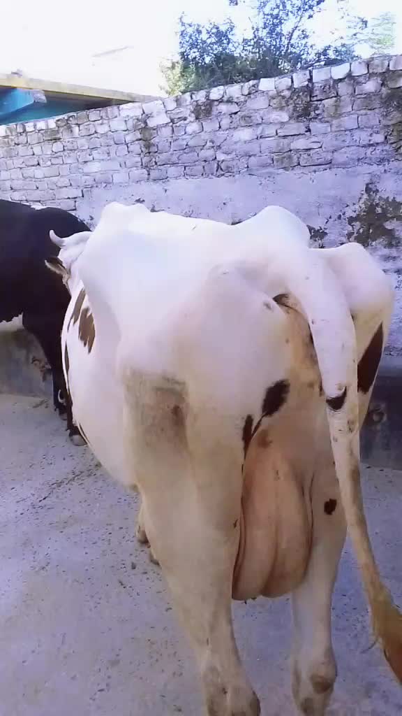@اسلم خان عرف بلو