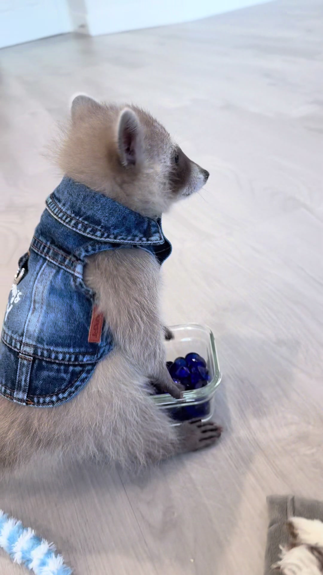 @Pooh the Raccoon