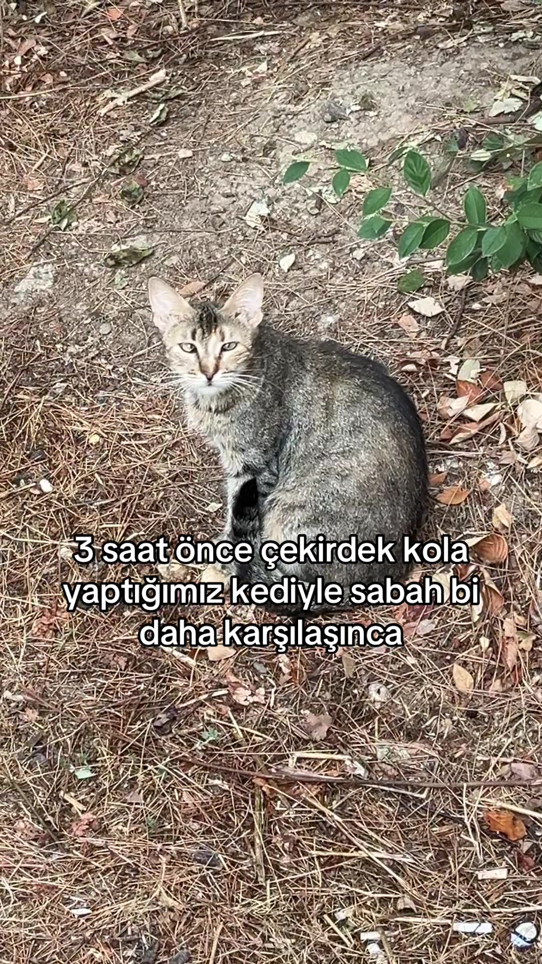 @suru