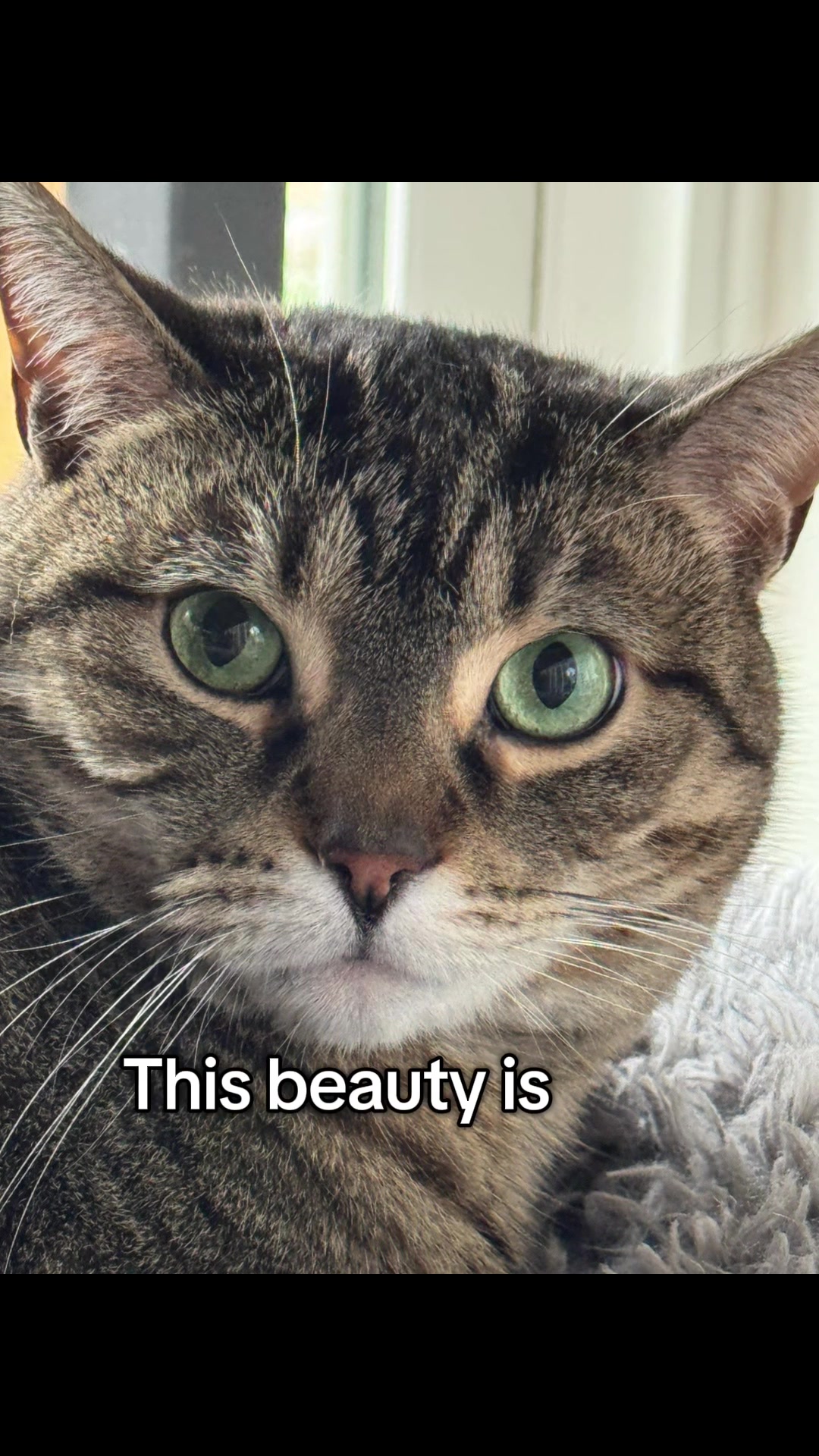 @North Toronto Cat Rescue