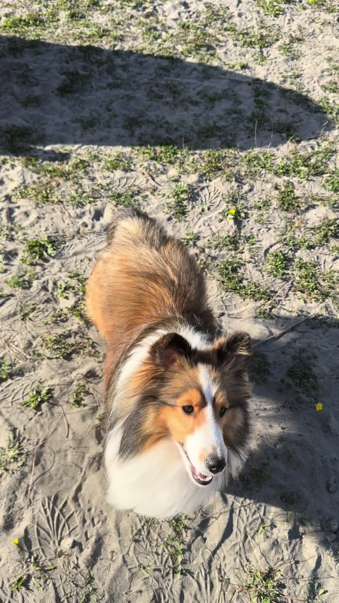 @Heather Discovery Canine Adv.