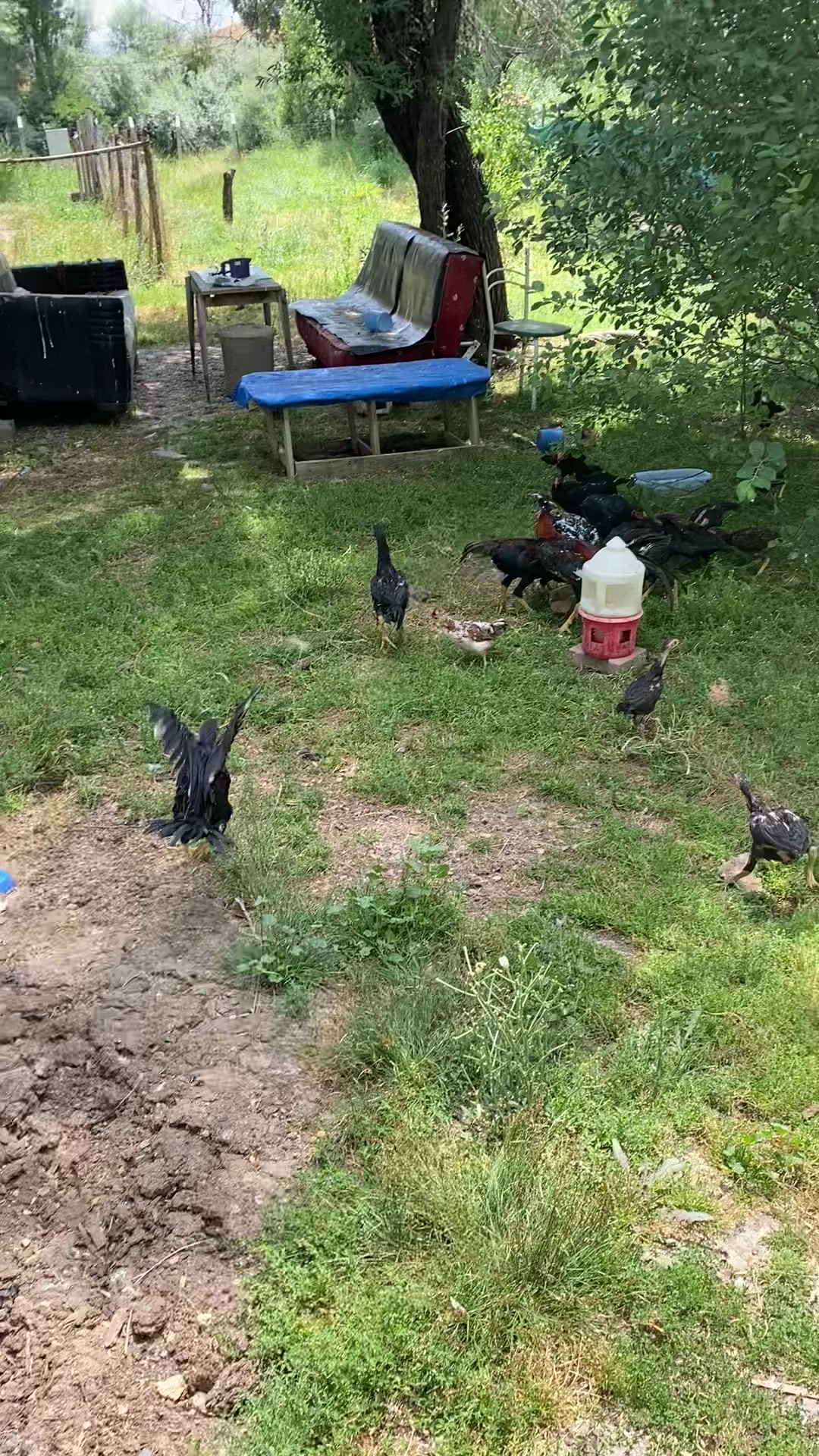 @Sivas Aslanları 🦅