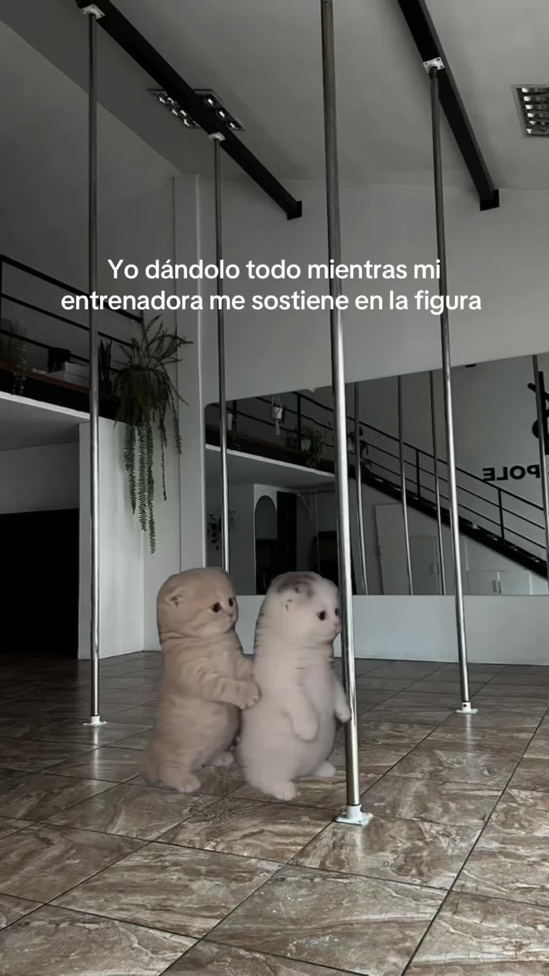 @aurispole