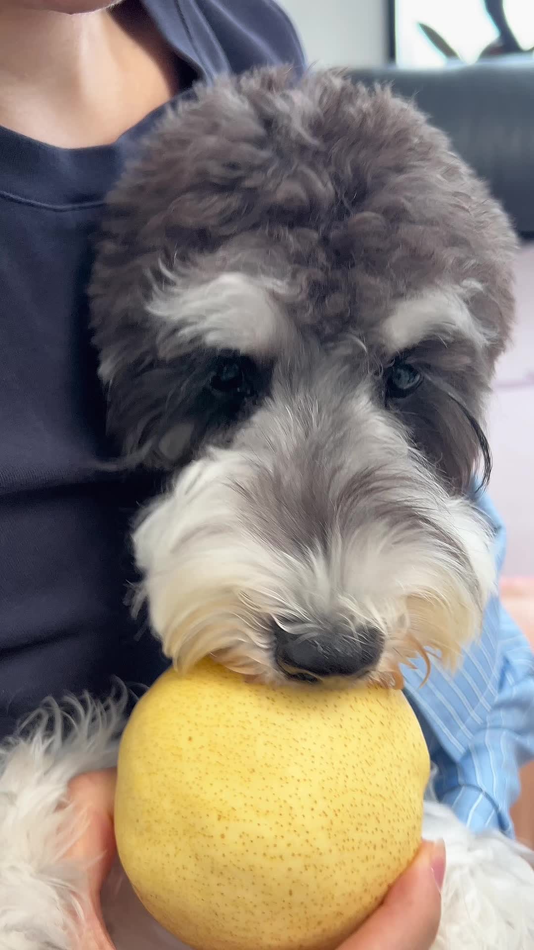 @Pet World Hub