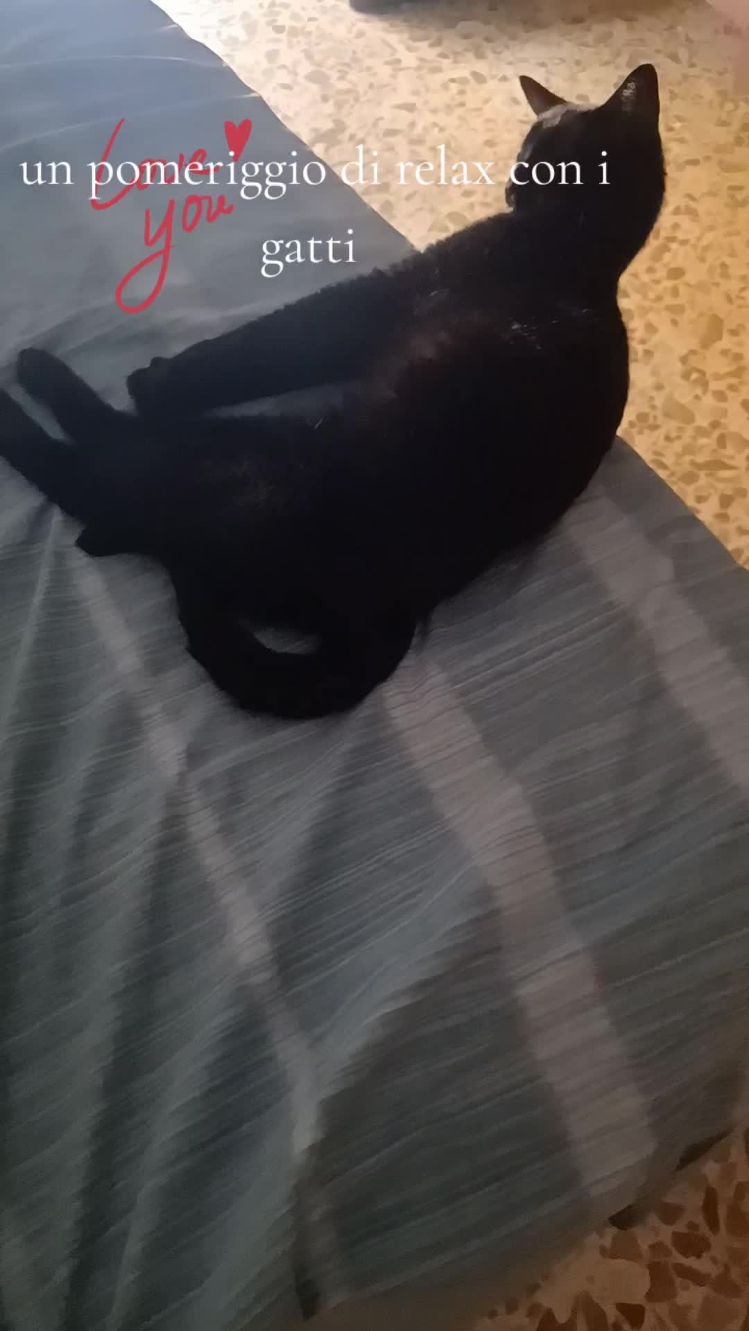 @amica dei gatti