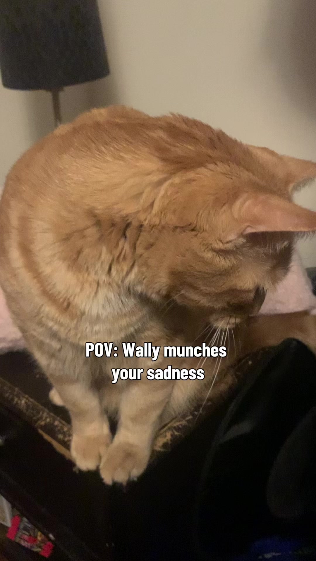 @diycatgeek (Wally & Howl)