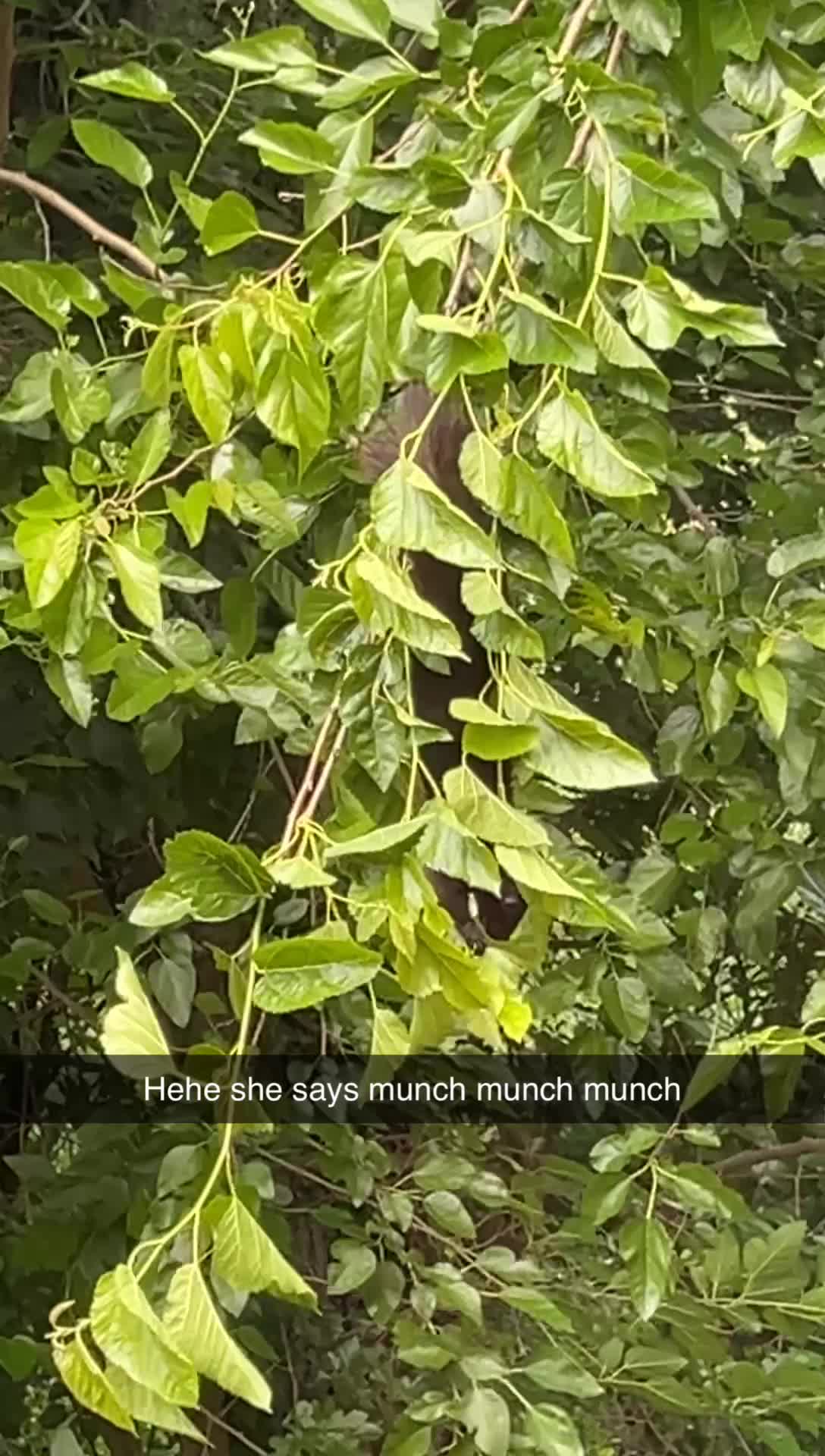 @Ana🦕