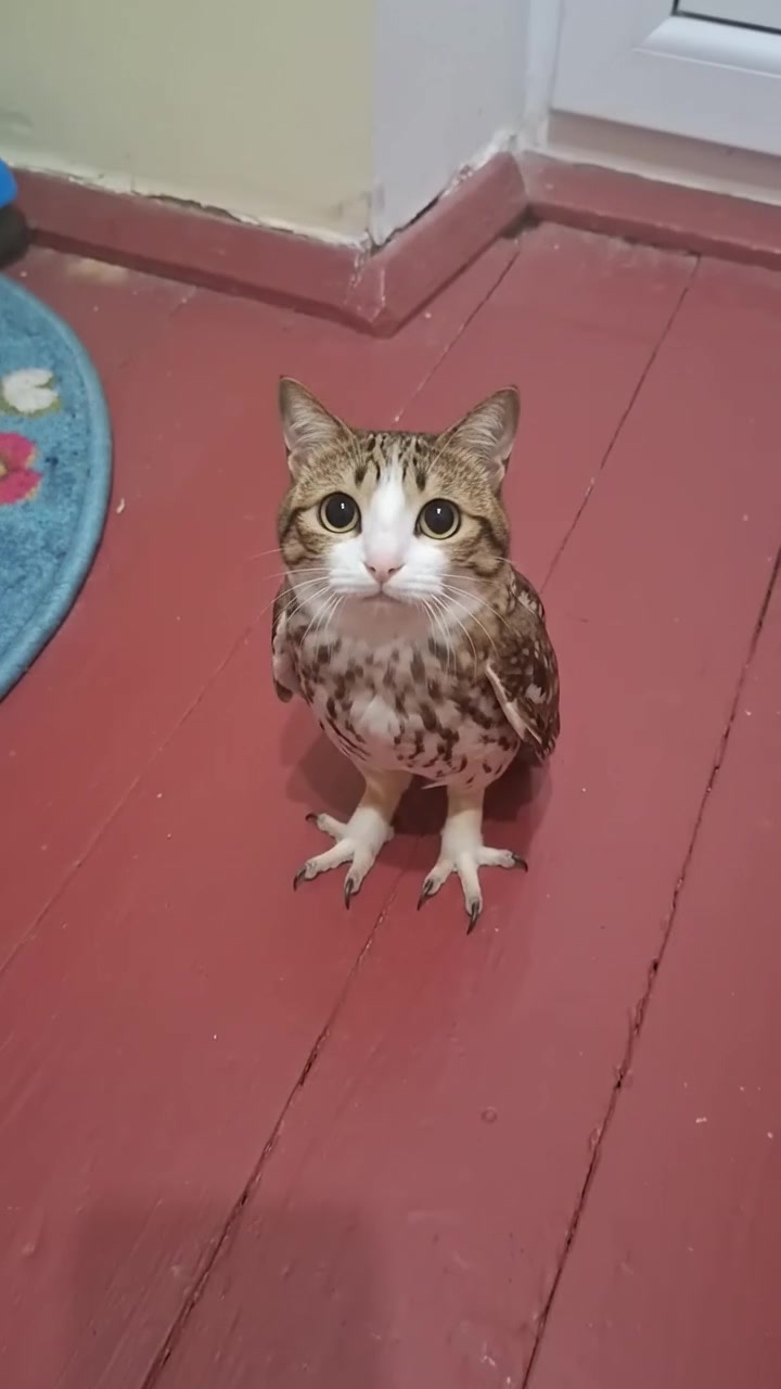@meowl