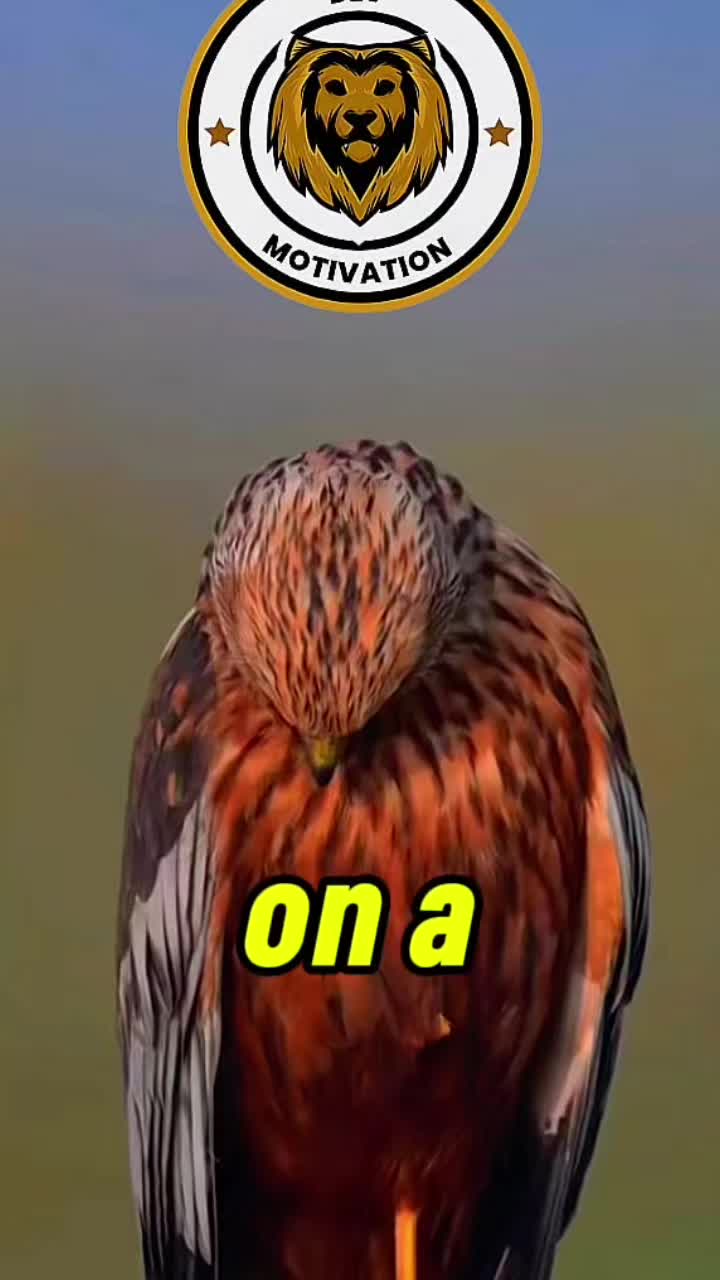 @Devmotivation