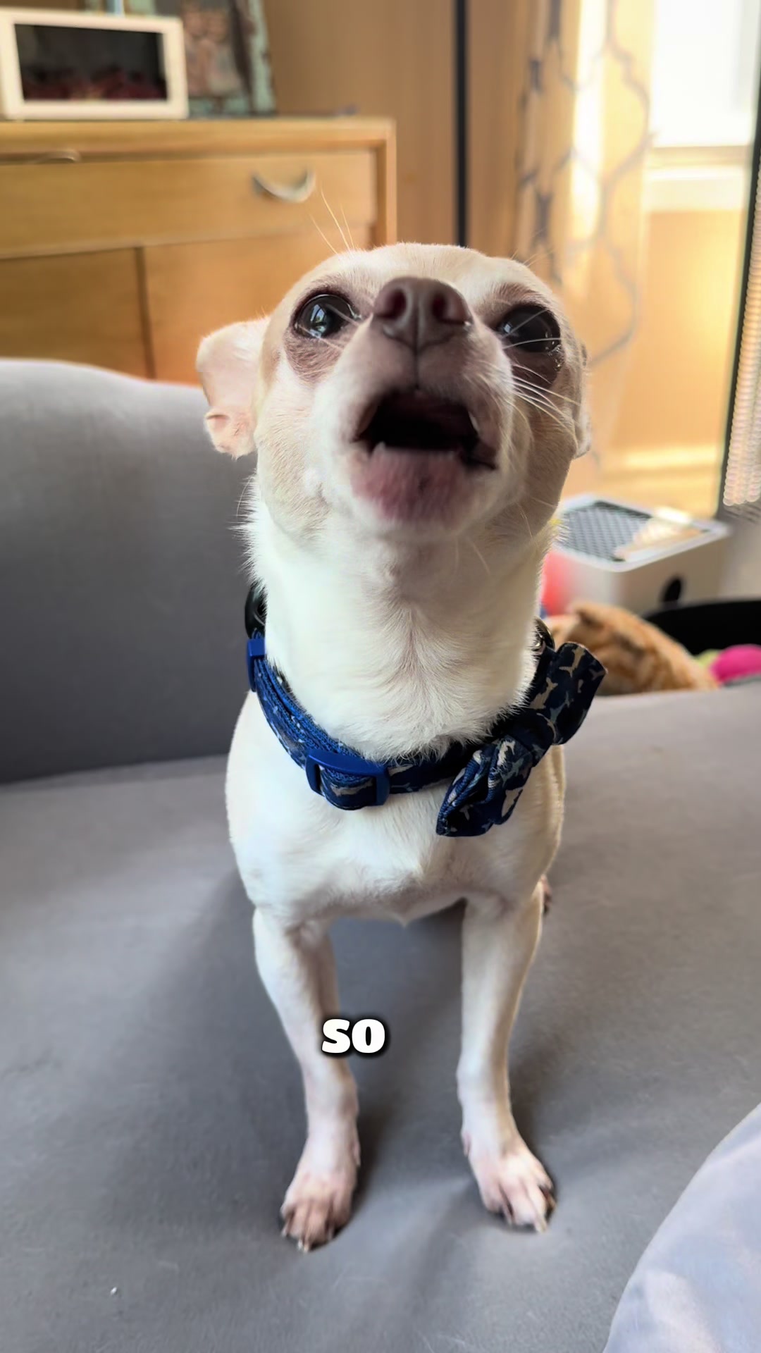 @Frankie the Chihuahua