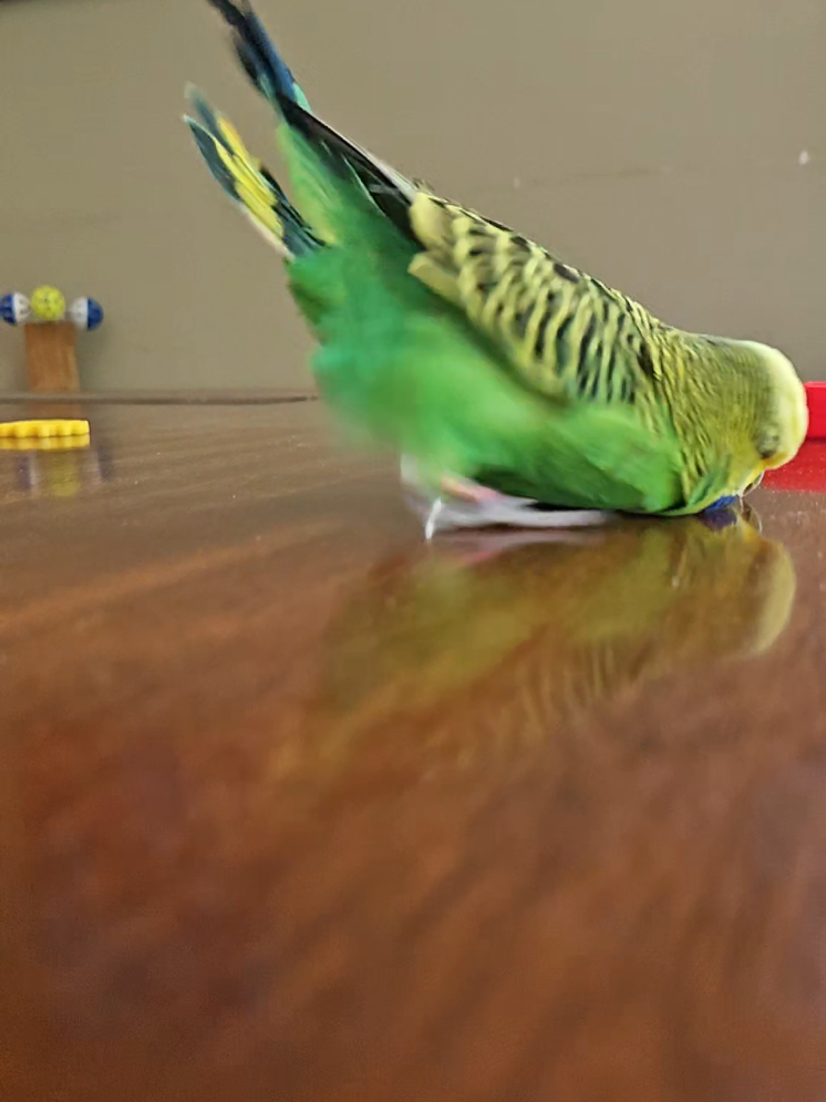@Run Slow-Mo Charlie🦜