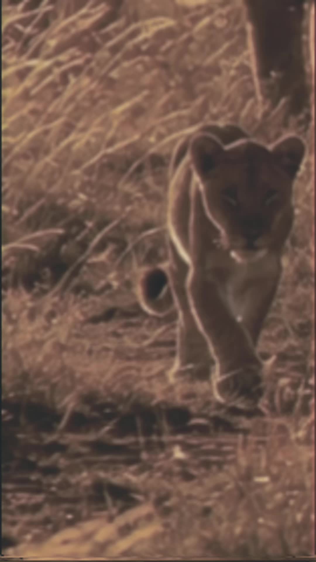 @Lion@Mind