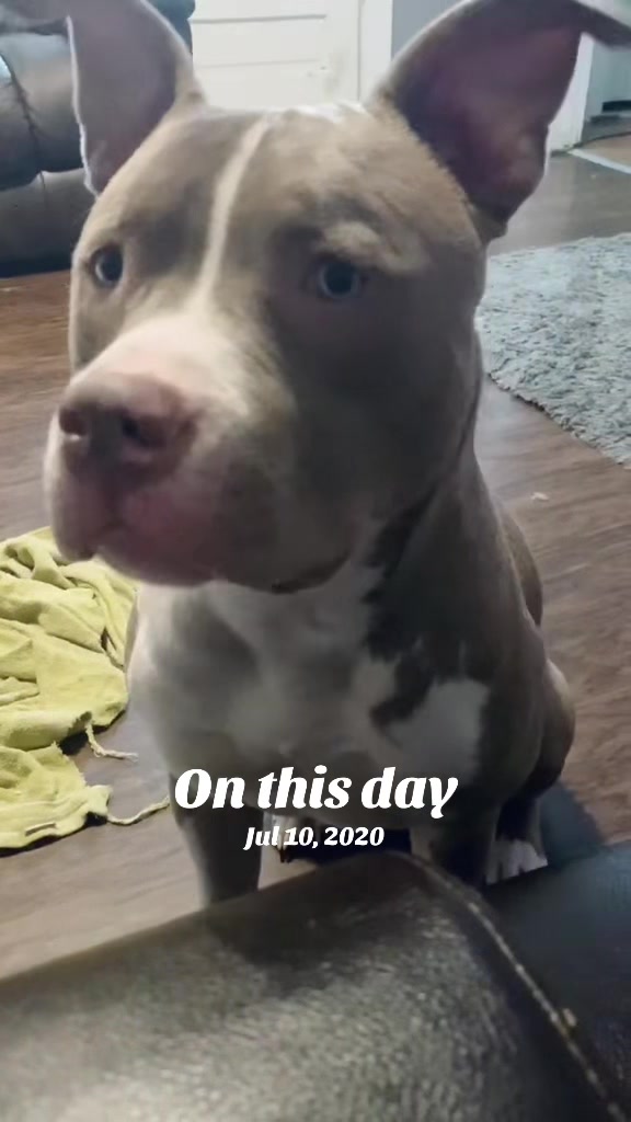 @Pittie Mom