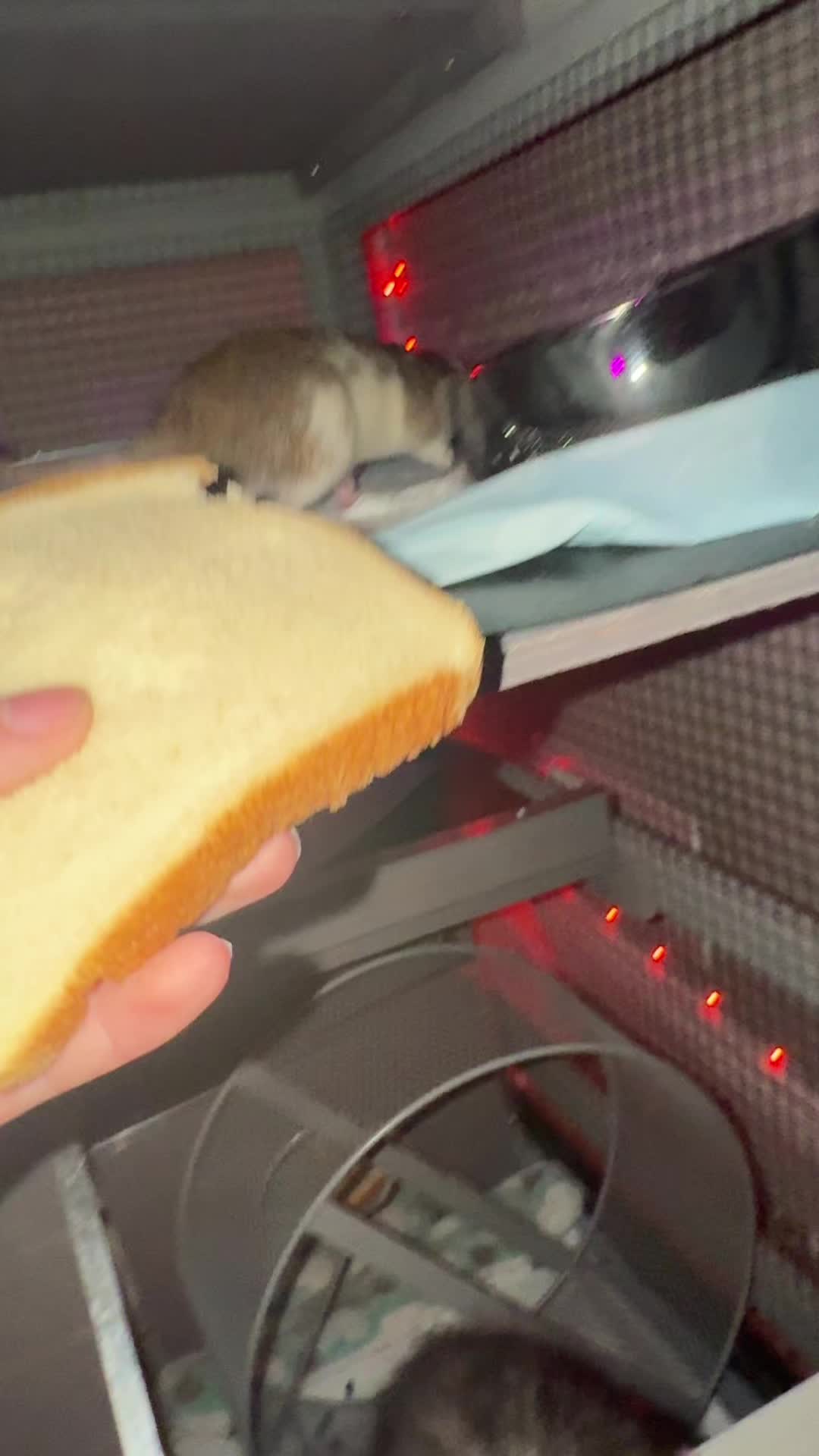 @ᶻ 𝘇 𐰁 𝓒𝓱𝓵𝓸 ᶻ 𝘇 𐰁