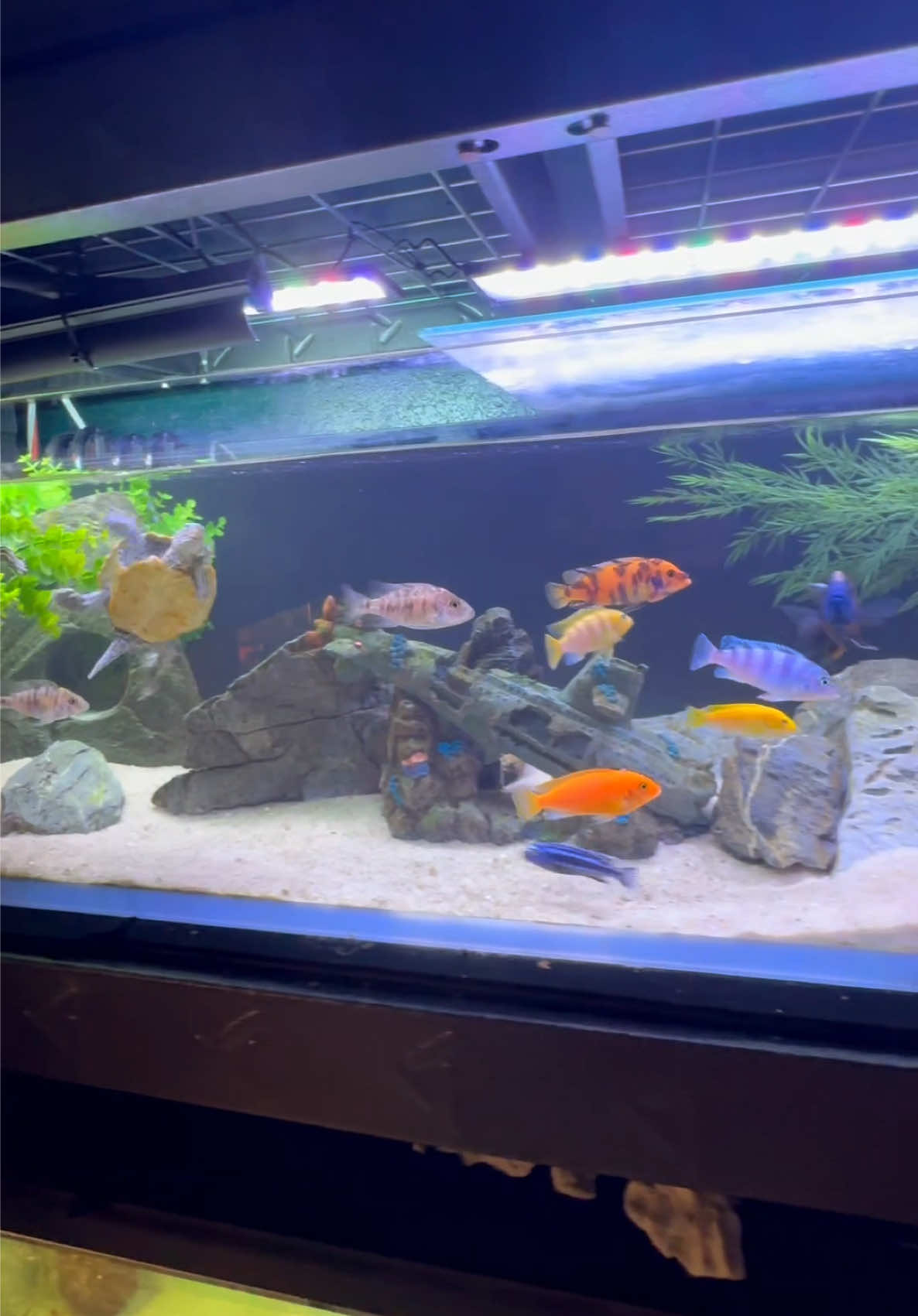 @Tommys_reptiles