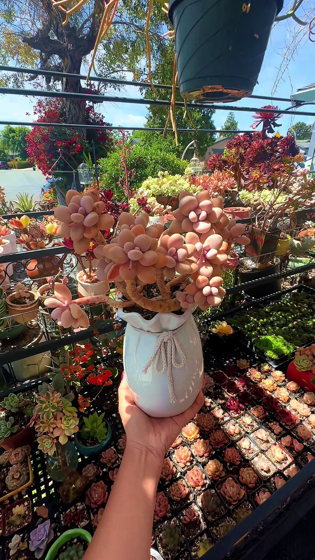 @euphoriablooms