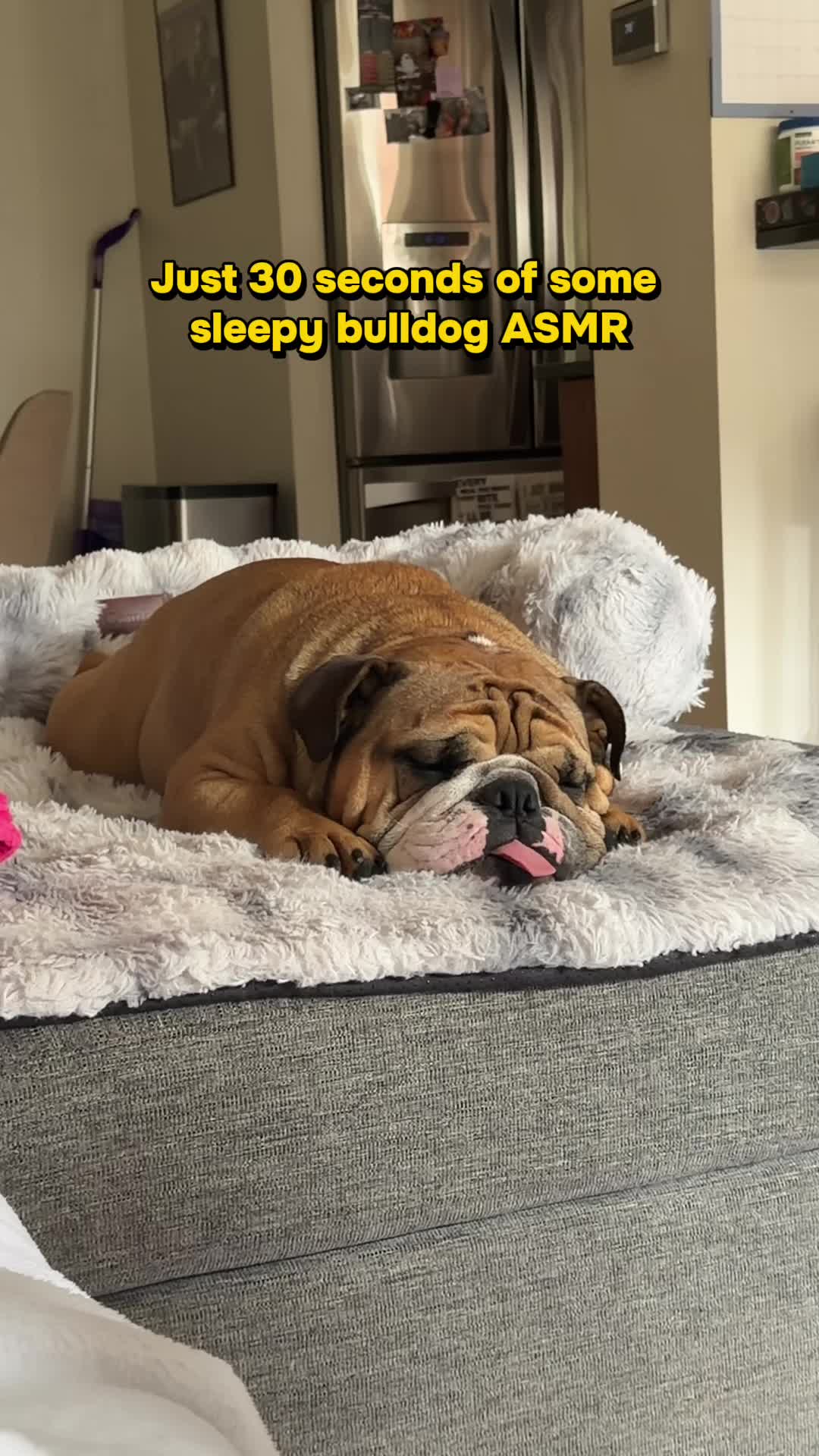 @Thurgood Marshall The Bulldog