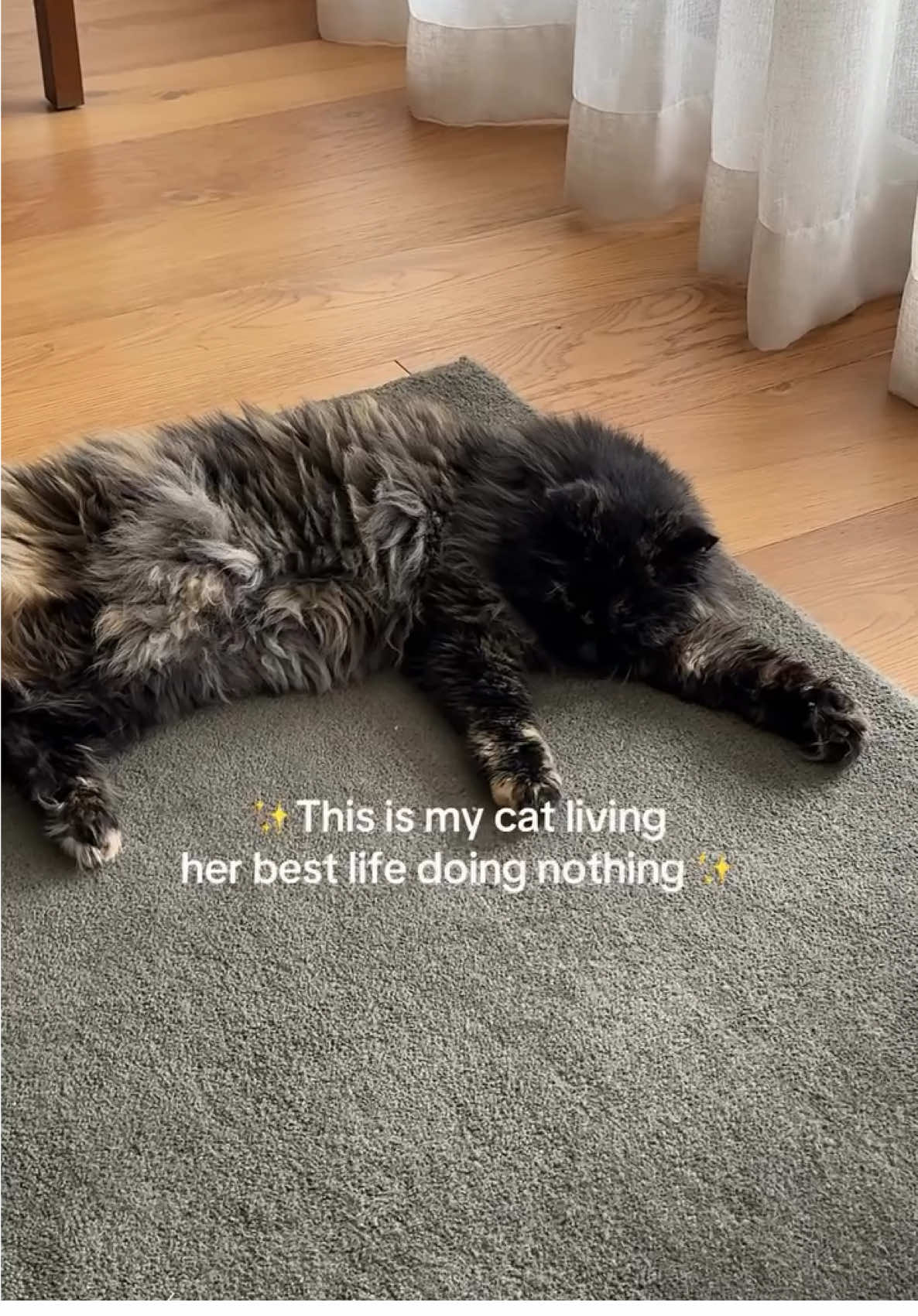 @CAT by Dr Lisa