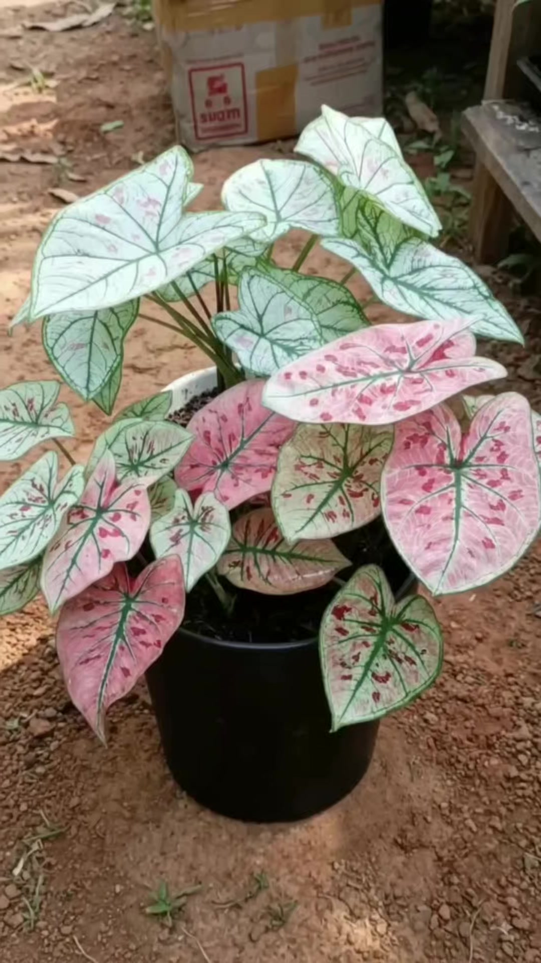 @NUNUNG INSANI