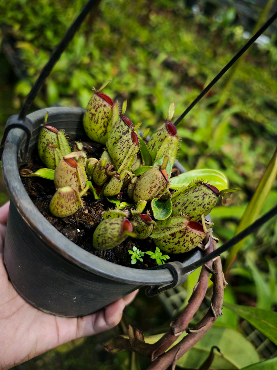 @GSp.Rayong Nepenthes