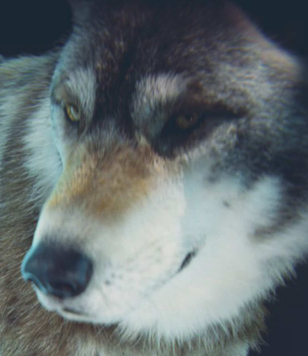 @WOLFBOY APEXPREDATOR
