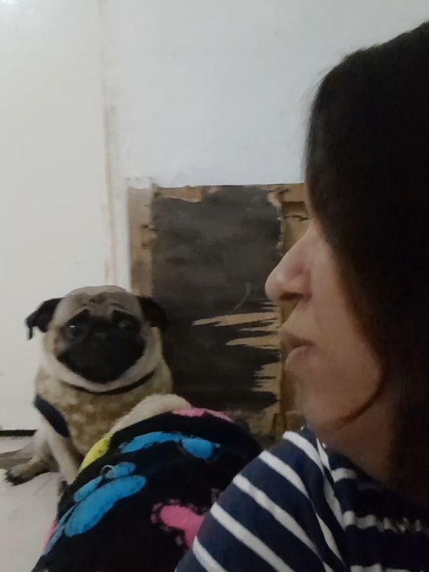 @pug.lovers53