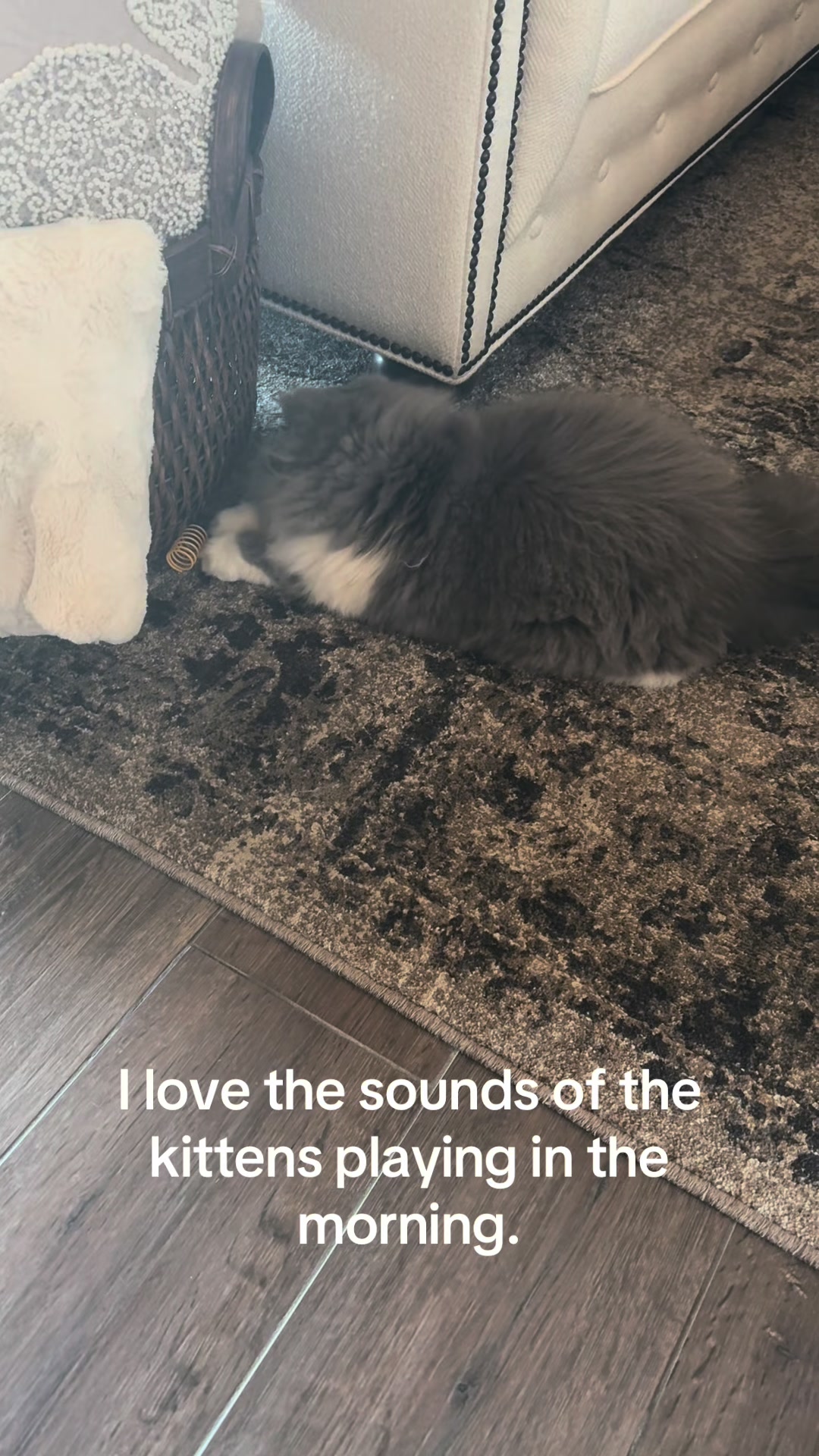 @Biscotti & Figaro