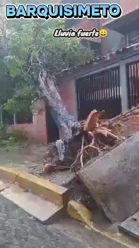 @Prof&Clean Armando Rodr&iacute;guez