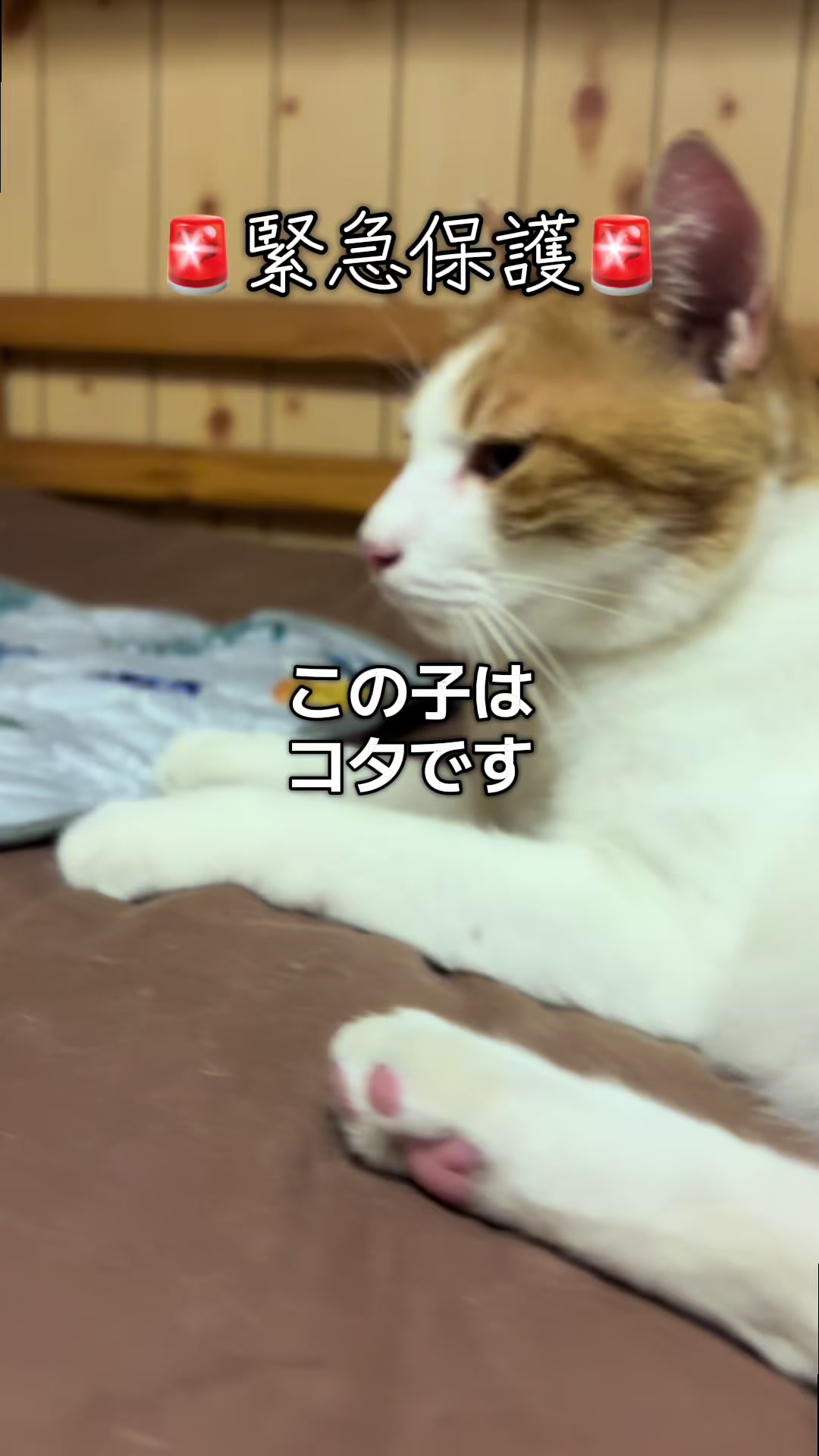@ブルースカイの倫