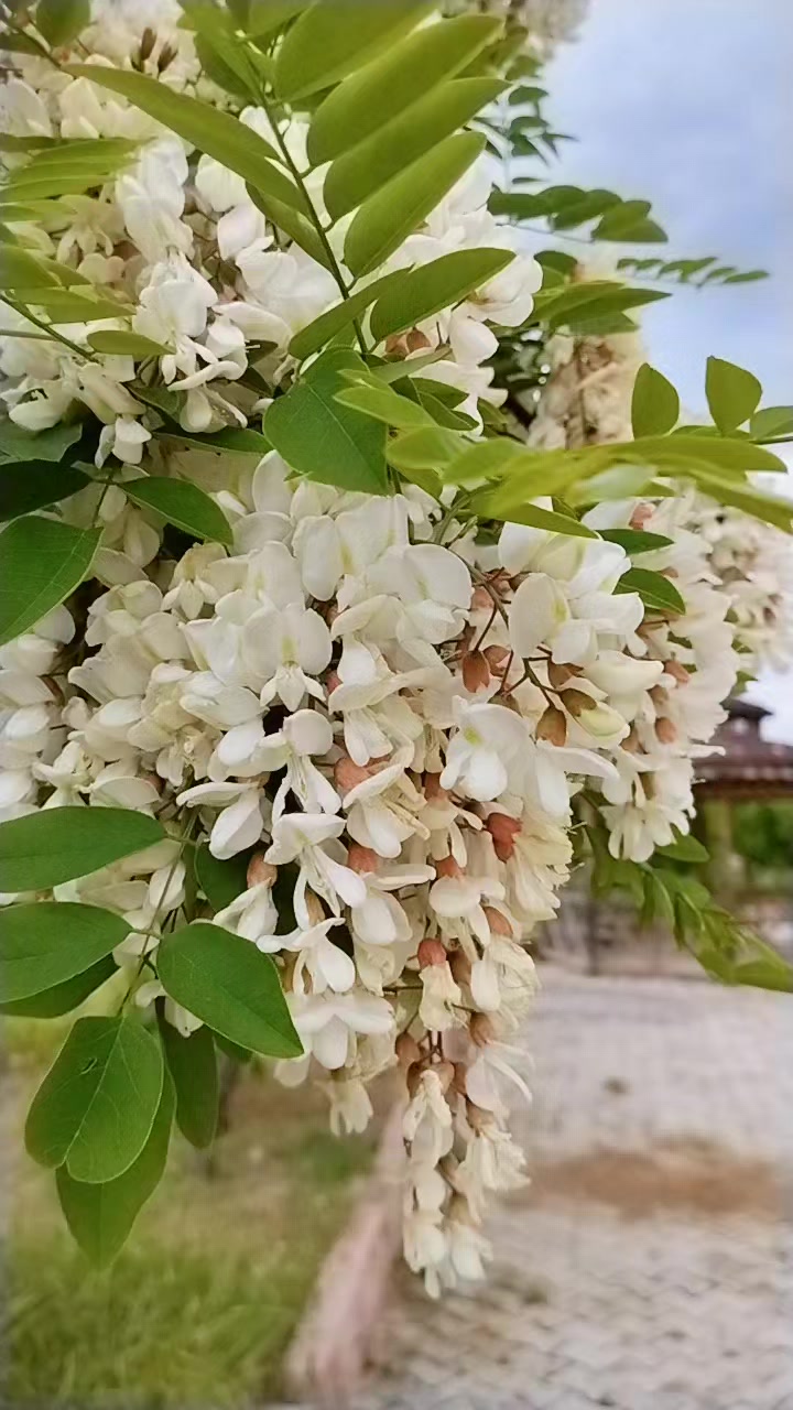 @poyraz'ın kraliçesi💙