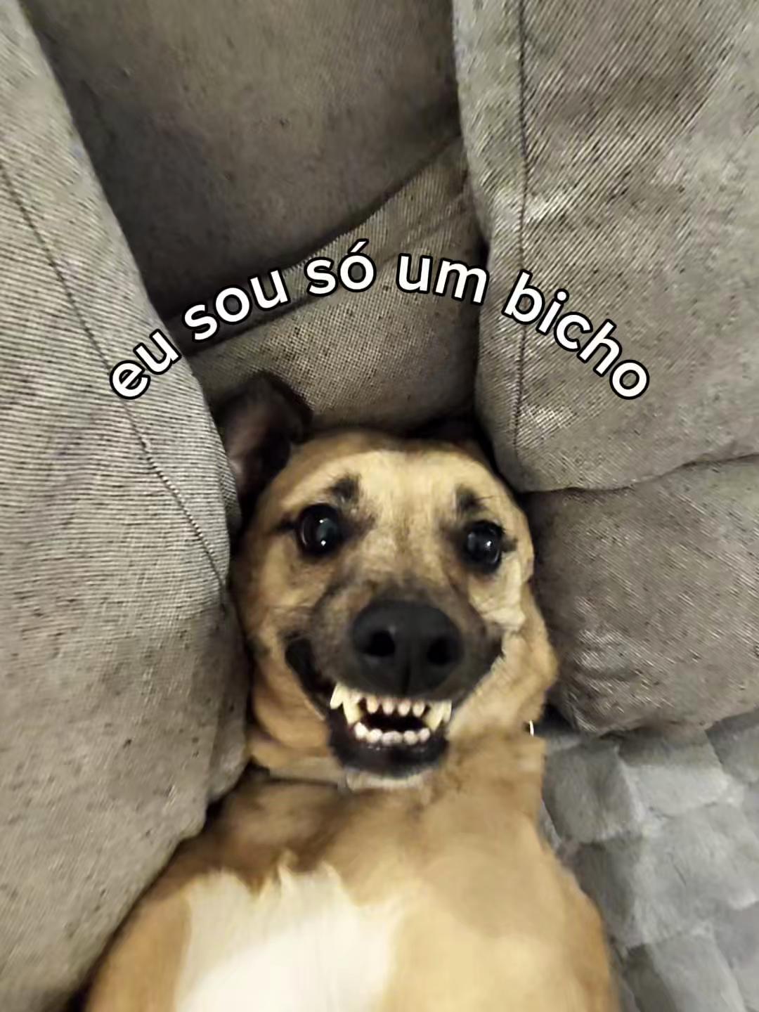 @vira-lata caramelo