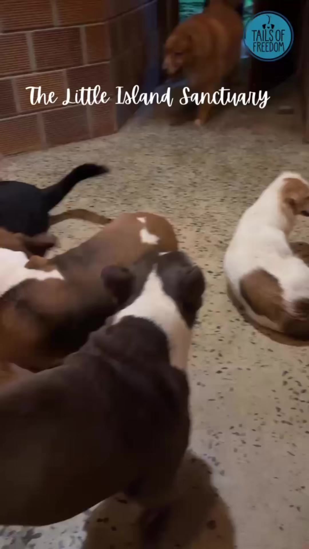 @tailsoffreedomsl