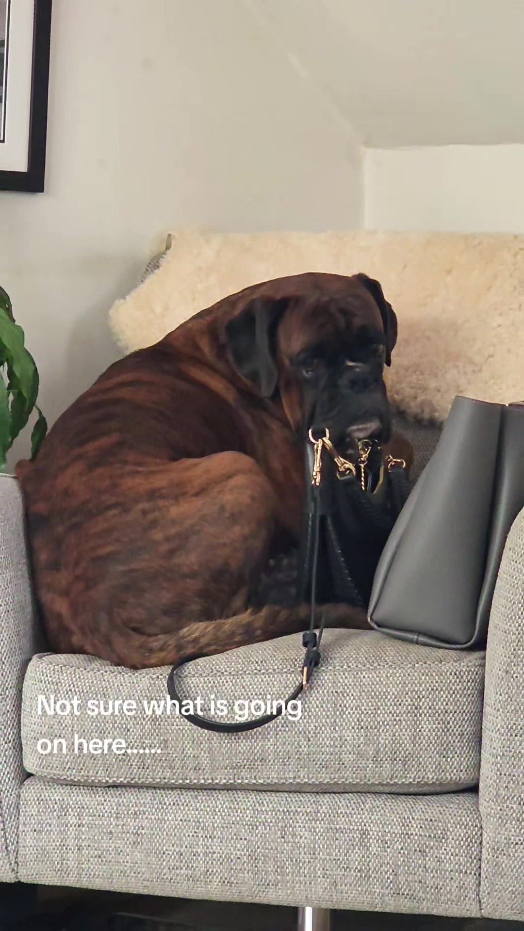 @Clive The Boxer Dog