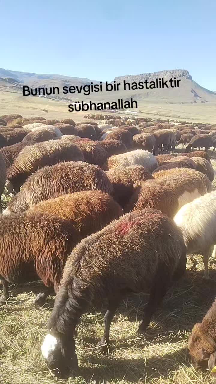 @Ramazan,c