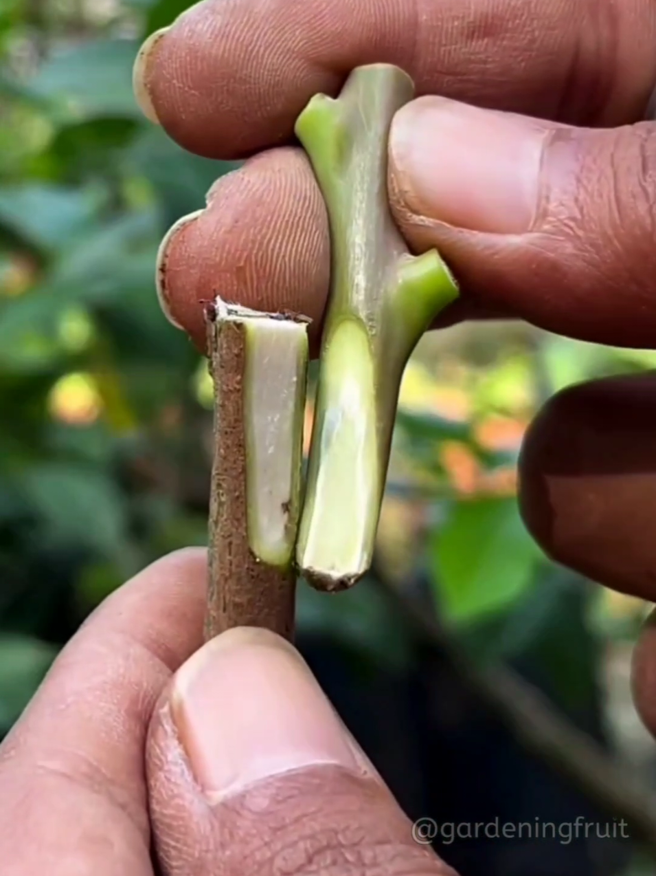 @GardeningFruits