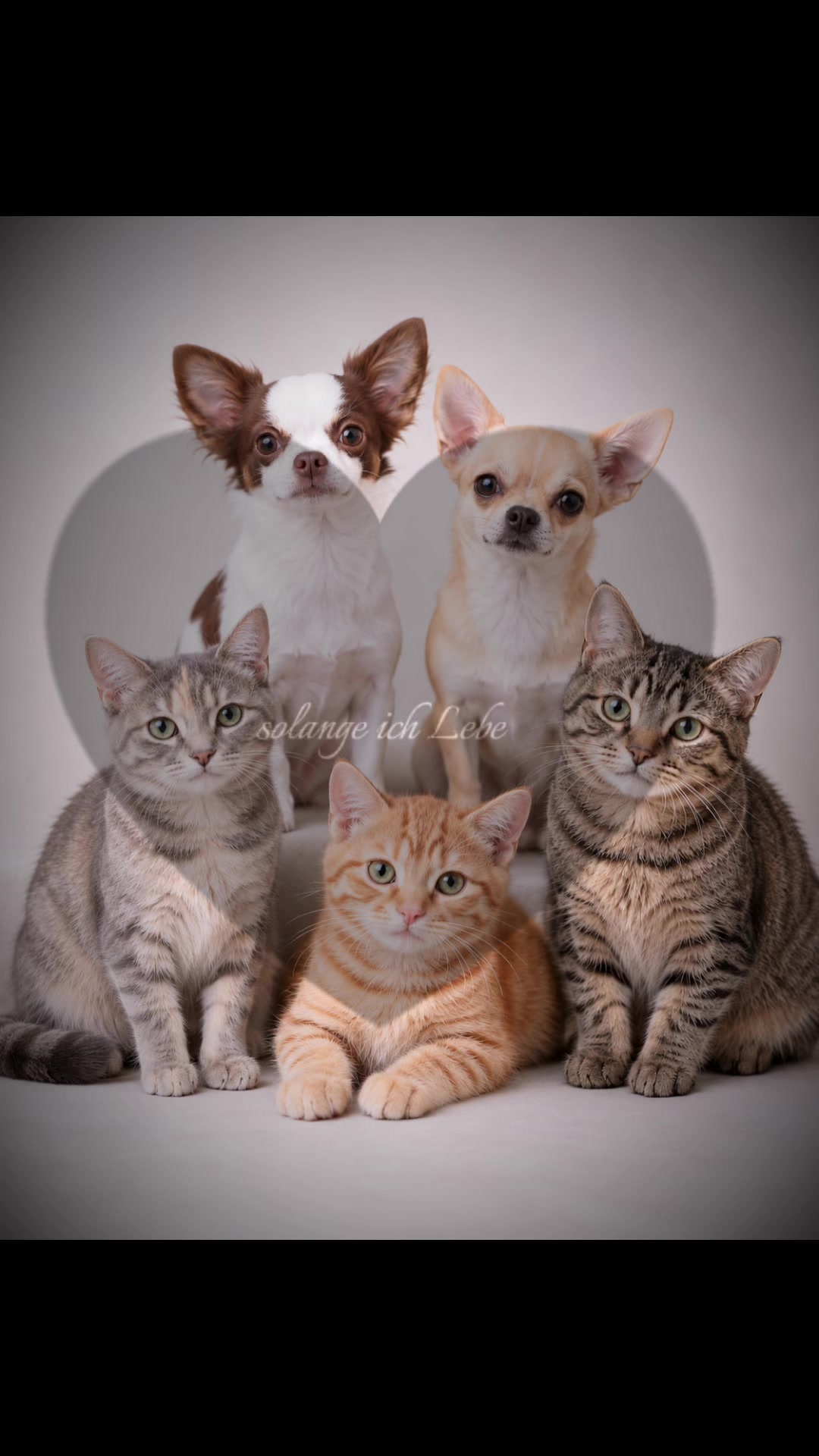 @αуαηα&нσρє 🐕🐕&🐈🐈⬛🐈🐹